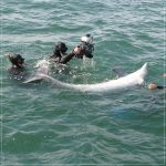 delfino a rimini