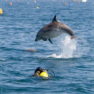 delfino a rimini